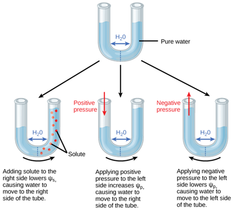 Picture of solute affecting flow of water in a curved tube.